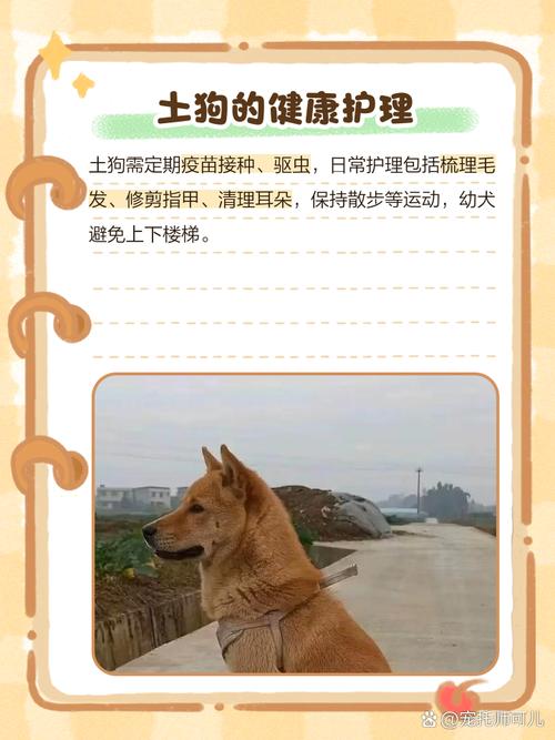 养土狗吃什么饲料-第2张图片-宁夏农业信息网