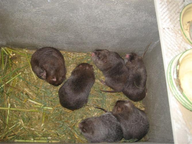 竹鼠毛皮价格多少-第1张图片-宁夏农业信息网