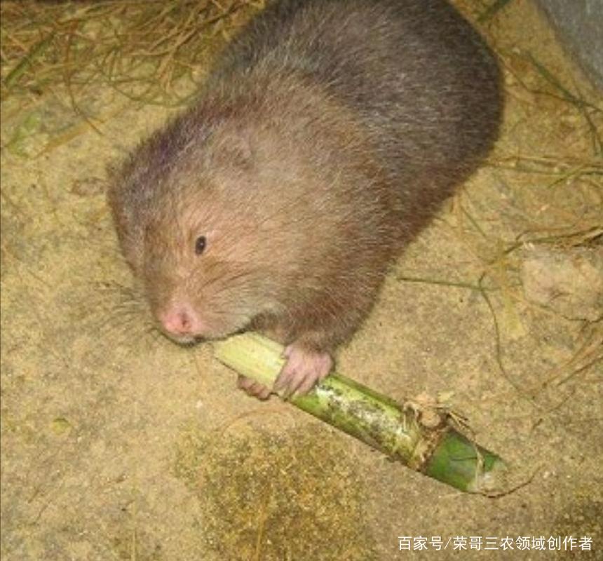 竹鼠毛皮价格多少-第2张图片-宁夏农业信息网