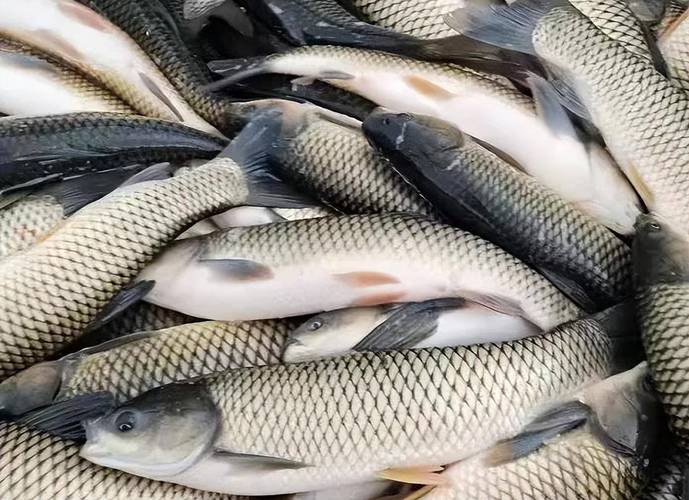 脆肉鲩除中山还有什么地方养殖-第3张图片-宁夏农业信息网