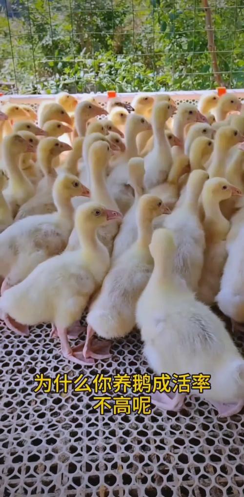 2天的鹅吃什么饲料好-第2张图片-宁夏农业信息网 2天的鹅吃什么饲料好-第2张图片-宁夏农业信息网