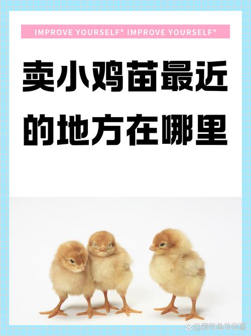 现在小鸡苗多少价格-第2张图片-宁夏农业信息网