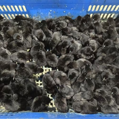 现在小鸡苗多少价格-第1张图片-宁夏农业信息网