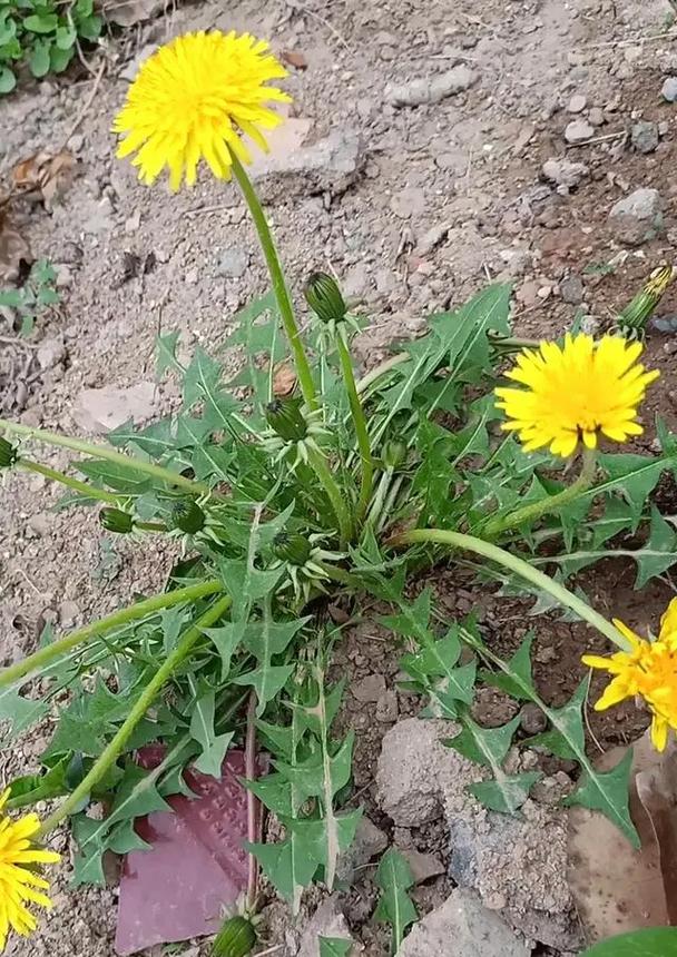 16年蒲公英价格多少-第3张图片-宁夏农业信息网 16年蒲公英价格多少-第3张图片-宁夏农业信息网