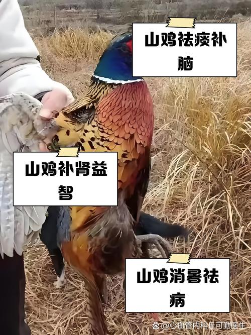 小山鸡什么时间断饲料-第2张图片-宁夏农业信息网