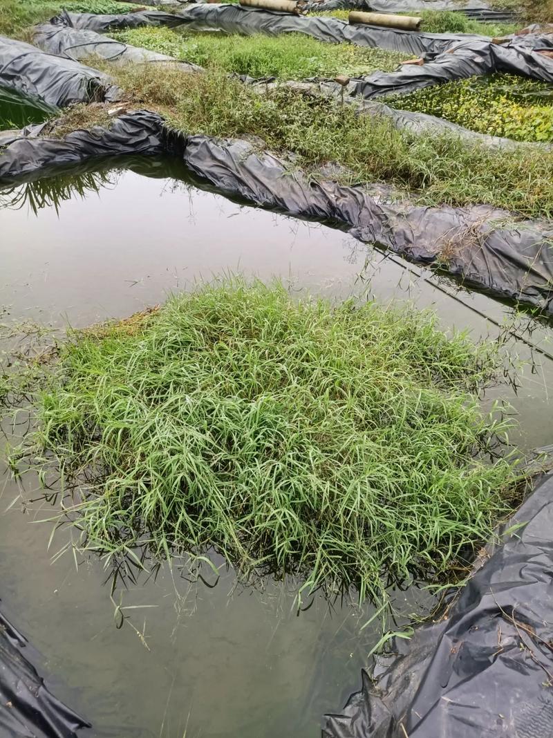黄鳝养殖什么水草好-第2张图片-宁夏农业信息网