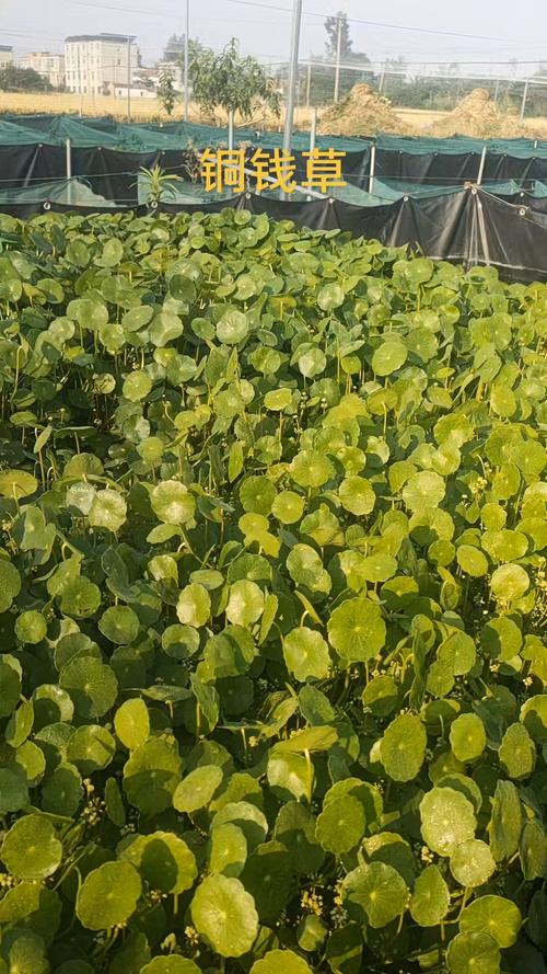 黄鳝养殖什么水草好-第1张图片-宁夏农业信息网