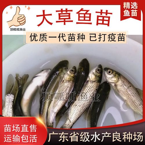 四大家鱼喂什么饲料-第1张图片-宁夏农业信息网