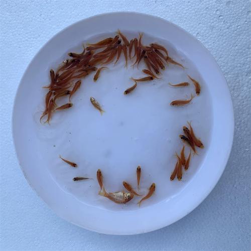 四大家鱼喂什么饲料-第2张图片-宁夏农业信息网