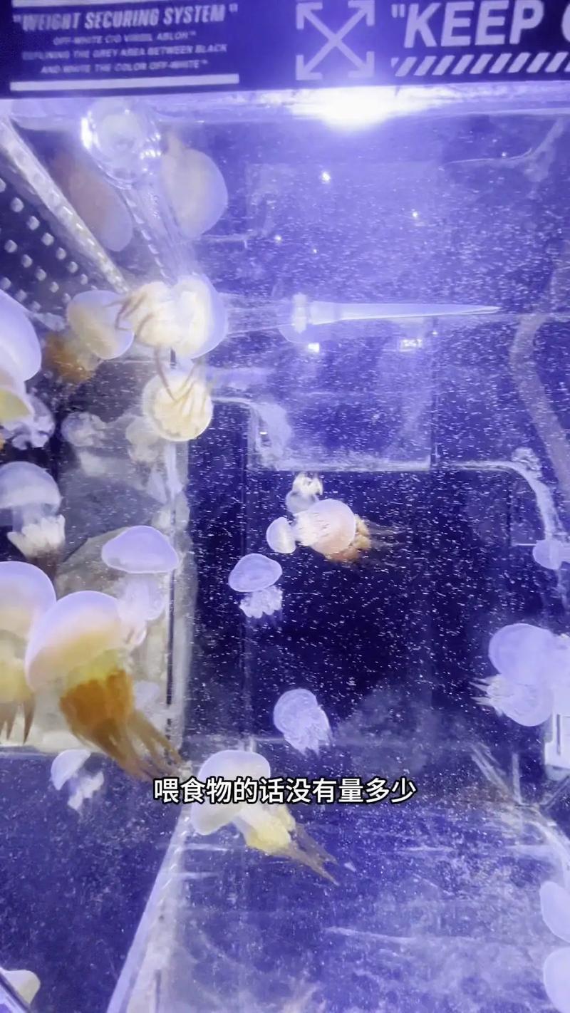 水母要吃什么饲料-第2张图片-宁夏农业信息网