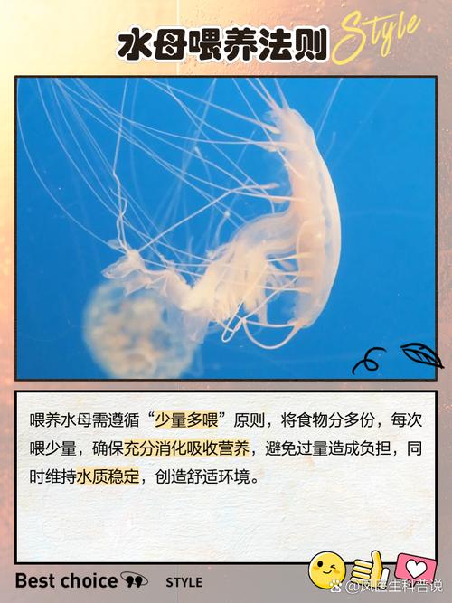 水母要吃什么饲料-第1张图片-宁夏农业信息网