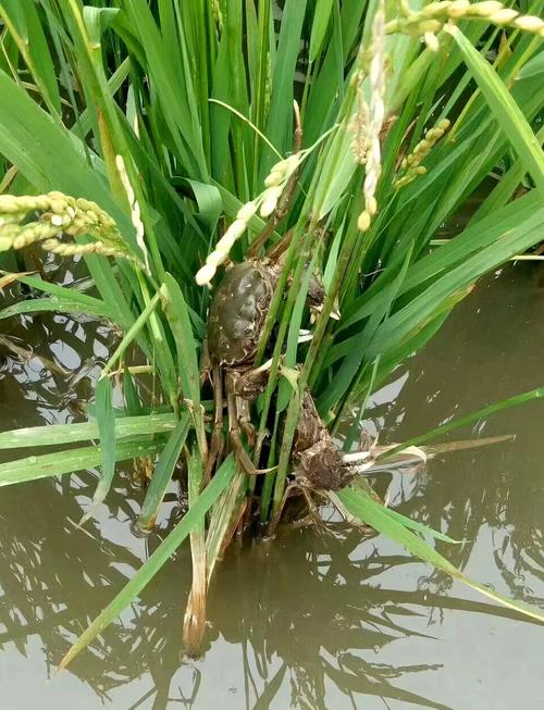 文登什么地方养殖河蟹-第2张图片-宁夏农业信息网