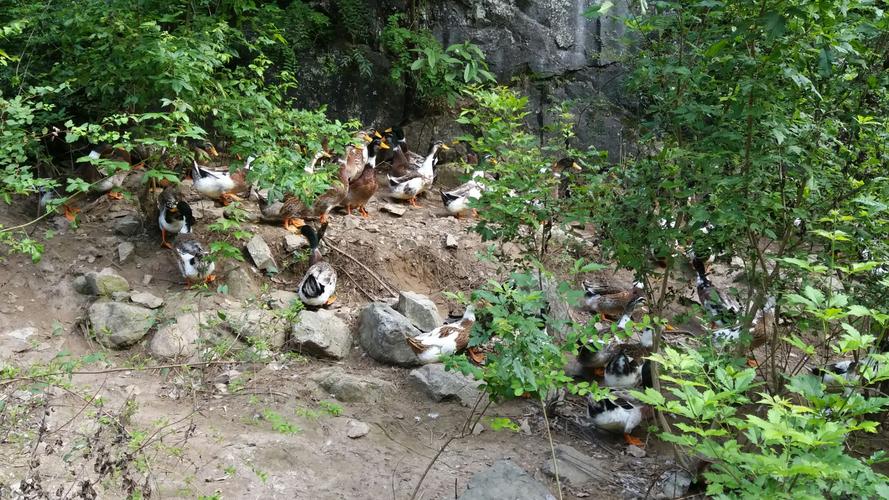 陕西商南养殖什么好-第2张图片-宁夏农业信息网