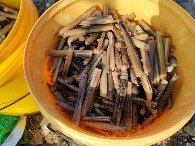 蛏池塘养殖什么鱼最赚钱最快-第2张图片-宁夏农业信息网