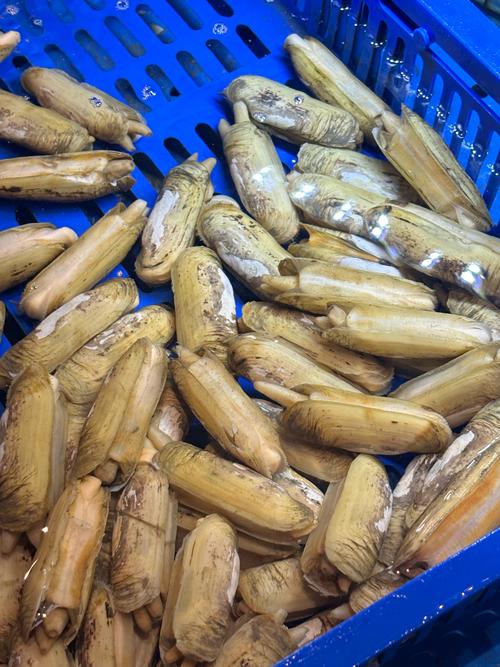 蛏池塘养殖什么鱼最赚钱最快-第1张图片-宁夏农业信息网