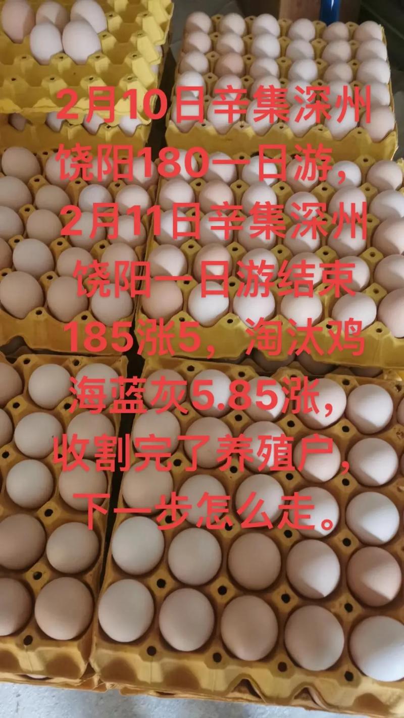 明天广东鸡蛋价格多少-第3张图片-宁夏农业信息网