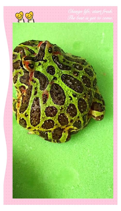 饲料蛙是什么-第2张图片-宁夏农业信息网