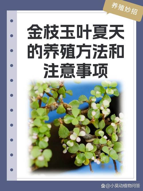 叶和怎么养？关键注意事项有哪些？-第2张图片-宁夏农业信息网