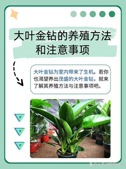 叶和怎么养？关键注意事项有哪些？-第3张图片-宁夏农业信息网