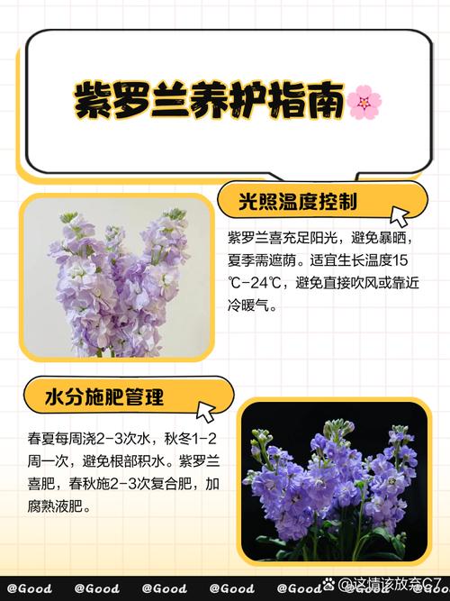 紫罗兰花怎么养?图片养殖方法详解-第2张图片-宁夏农业信息网 紫罗兰花怎么养?图片养殖方法详解-第2张图片-宁夏农业信息网