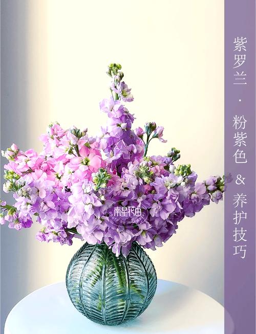 紫罗兰花怎么养?图片养殖方法详解-第1张图片-宁夏农业信息网 紫罗兰花怎么养?图片养殖方法详解-第1张图片-宁夏农业信息网