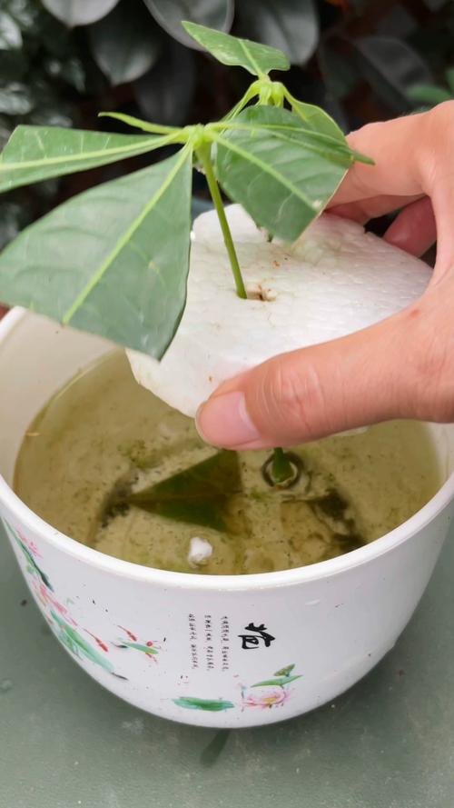 发财树怎么繁殖？视频教程教你快速掌握！-第3张图片-宁夏农业信息网