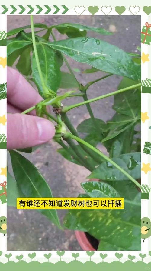 发财树怎么繁殖？视频教程教你快速掌握！-第2张图片-宁夏农业信息网