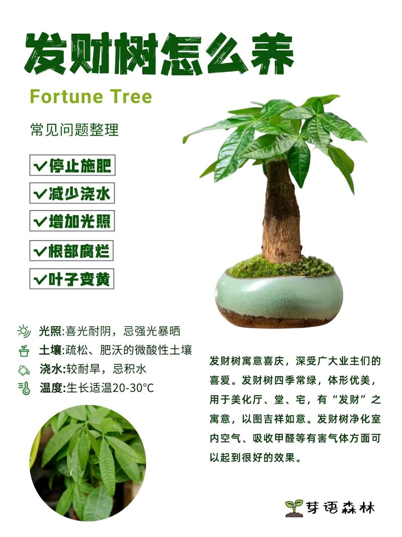 发财树怎么繁殖？视频教程教你快速掌握！-第1张图片-宁夏农业信息网