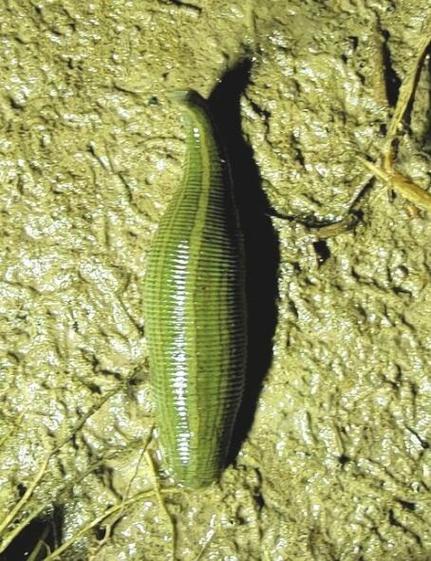 宽体金线蛭是什么品种？CCTV为何介绍？-第2张图片-宁夏农业信息网