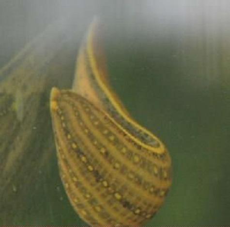 宽体金线蛭是什么品种？CCTV为何介绍？-第1张图片-宁夏农业信息网