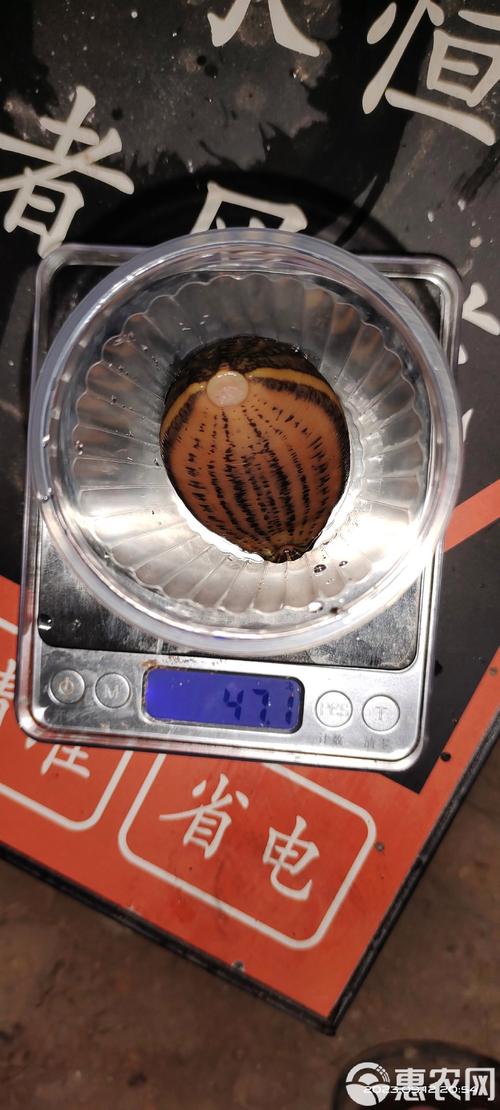 宽体金线蛭是什么品种？CCTV为何介绍？-第3张图片-宁夏农业信息网