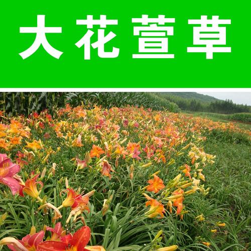 大花萱草种子怎么种?关键步骤有哪些?-第3张图片-宁夏农业信息网 大花萱草种子怎么种?关键步骤有哪些?-第3张图片-宁夏农业信息网