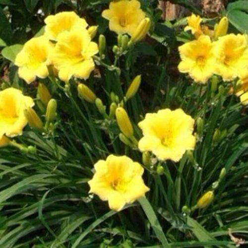 大花萱草种子怎么种？关键步骤有哪些？-第2张图片-宁夏农业信息网