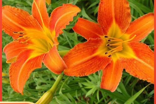 大花萱草种子怎么种？关键步骤有哪些？-第1张图片-宁夏农业信息网