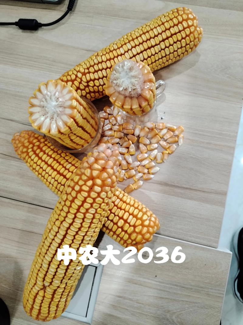 今年高产玉米种子品种有哪些？-第1张图片-宁夏农业信息网