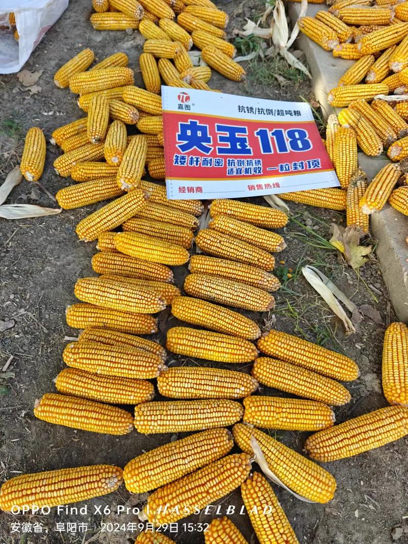 今年高产玉米种子品种有哪些？-第2张图片-宁夏农业信息网