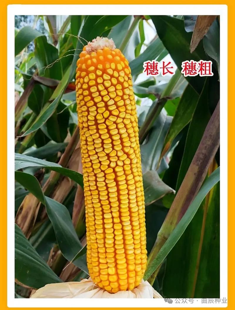 今年高产玉米种子品种有哪些？-第3张图片-宁夏农业信息网