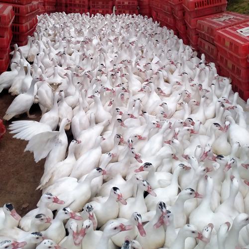 2025年养什么鸭品种最赚钱？-第1张图片-宁夏农业信息网