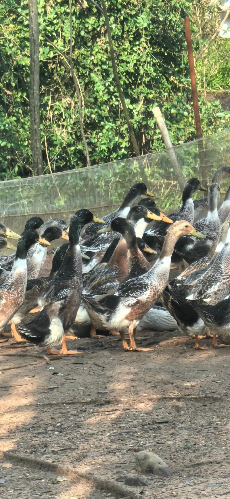 2025年养什么鸭品种最赚钱？-第2张图片-宁夏农业信息网