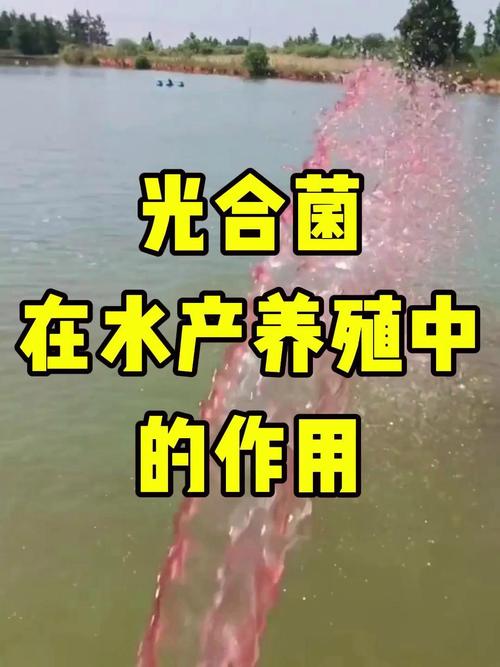 光合细菌如何助力水产养殖增产提质?-第1张图片-宁夏农业信息网 光合细菌如何助力水产养殖增产提质?-第1张图片-宁夏农业信息网
