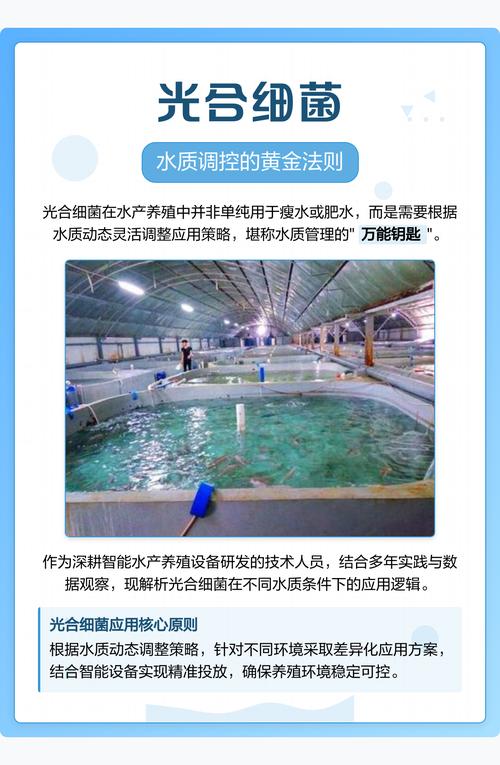光合细菌如何助力水产养殖增产提质？-第2张图片-宁夏农业信息网