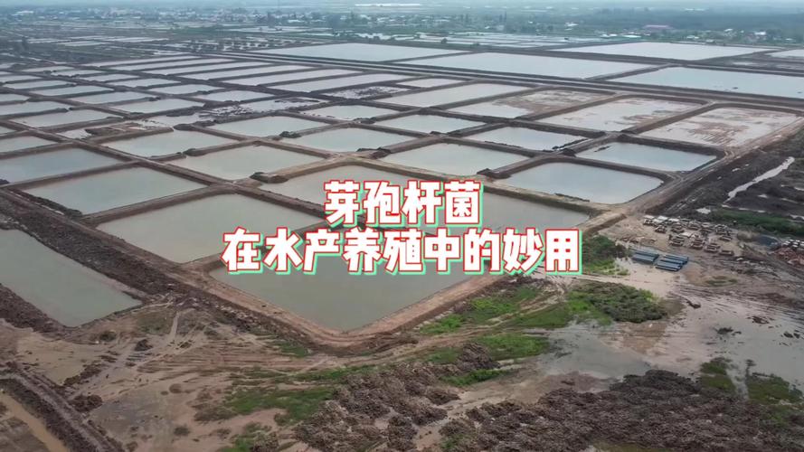 芽孢杆菌如何助力水产养殖提质增效？-第3张图片-宁夏农业信息网