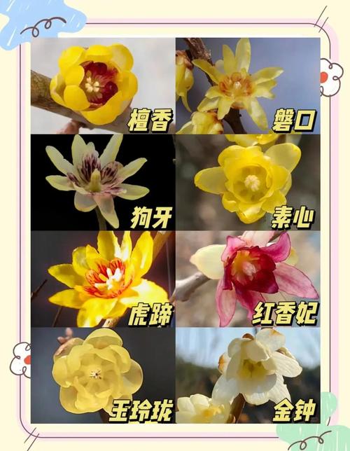 十大腊梅品种哪种最香？花与香气如何对照？-第2张图片-宁夏农业信息网