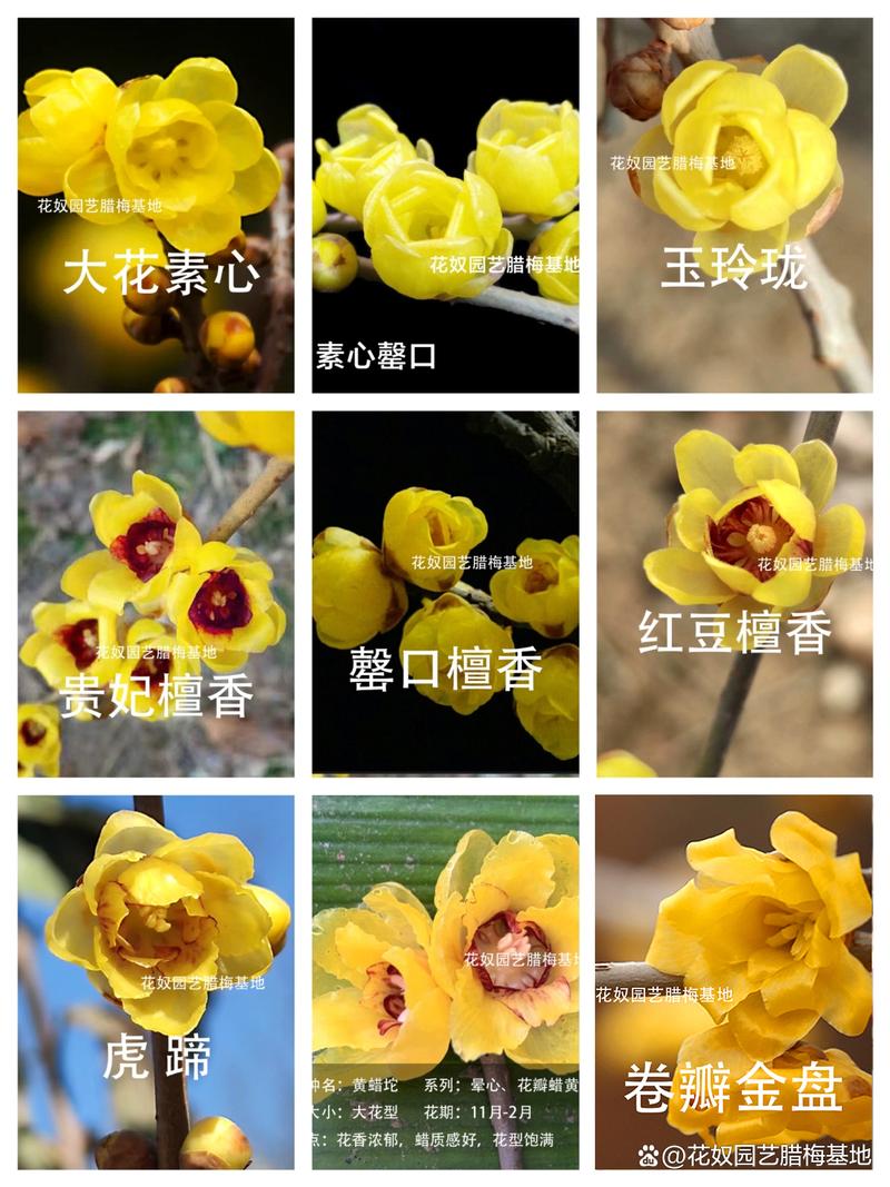 十大腊梅品种哪种最香？花与香气如何对照？-第3张图片-宁夏农业信息网