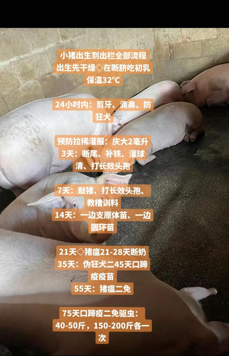 高产种猪培育方法有何关键创新点？-第1张图片-宁夏农业信息网