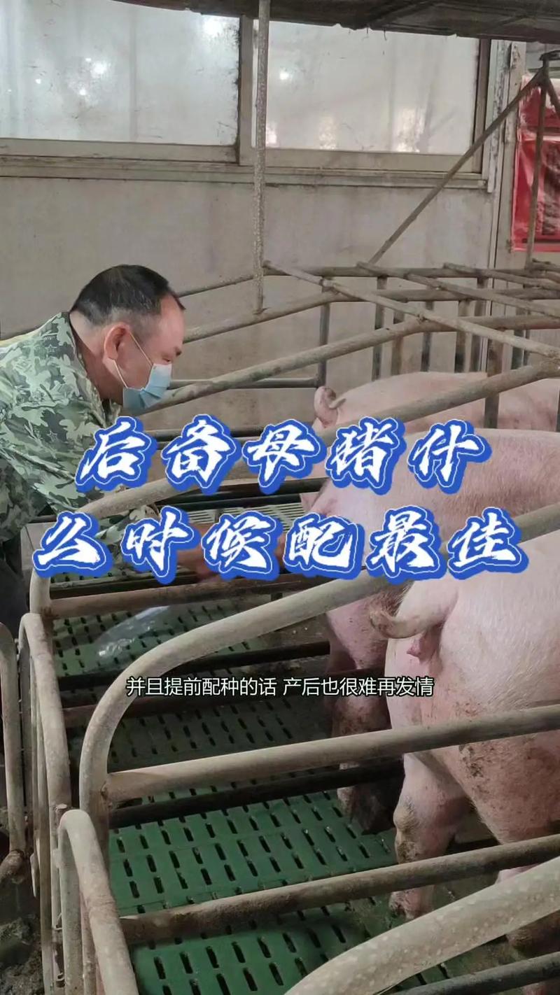 高产种猪培育方法有何关键创新点？-第2张图片-宁夏农业信息网