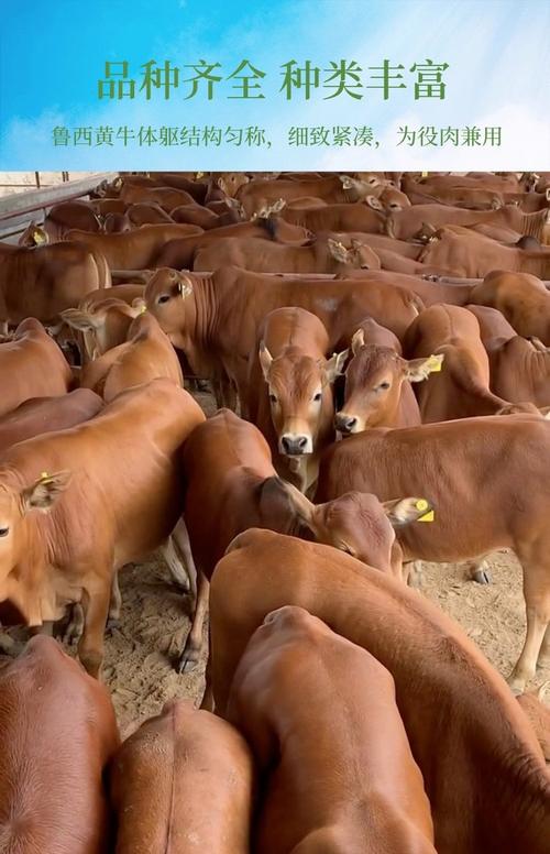 广东省有名的黄牛优良品种是-第3张图片-宁夏农业信息网