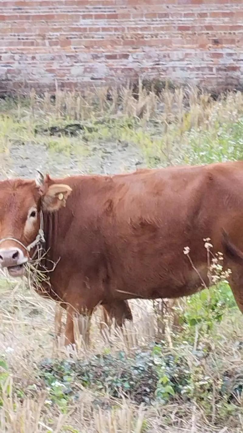 广东省有名的黄牛优良品种是-第2张图片-宁夏农业信息网