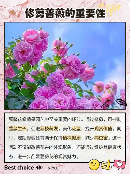 新栽蔷薇花怎么修剪？-第2张图片-宁夏农业信息网