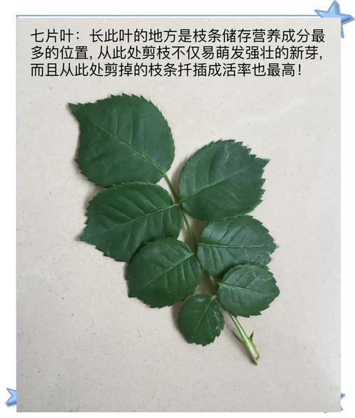 新栽蔷薇花怎么修剪？-第3张图片-宁夏农业信息网